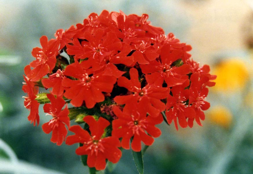 Lychnis chalcedonica en fleurs dans une prairie humide